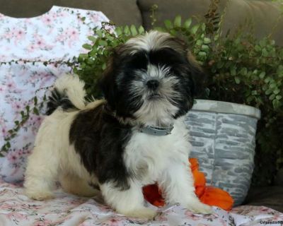 Kenny - 9 Weeks Male Shih Tzu Puppy for Sale