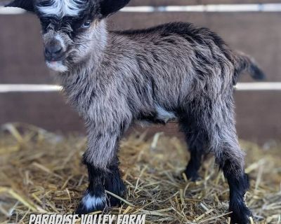 Miniature Goats - Nigerian Dwarf,  Mini Nubian, Silky Fainting
