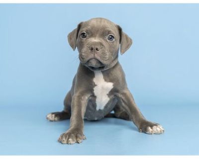 LACIE - American Pit Bull Terrier Female Puppy for Adoption