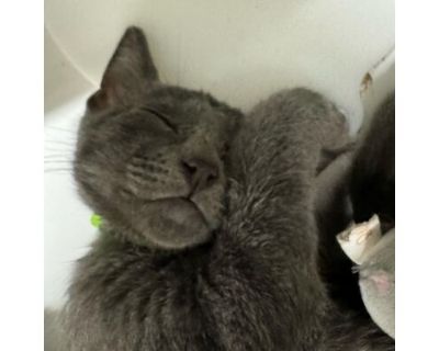 Georgie JG - Russian Blue Male Cat for Adoption