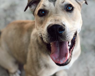 Kipster - Labrador Retriever Mix Male Dog for Adoption