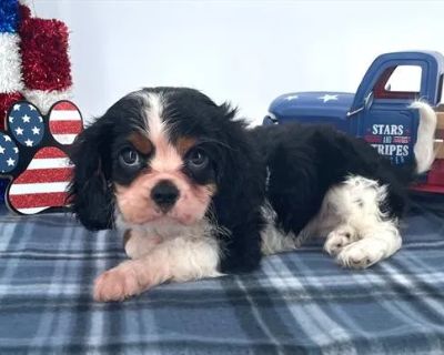 Charlotte - Female Cavalier King Charles Spaniel Puppy for Sale
