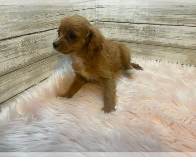 Rose - Cavapoo Female Puppy for Sale