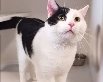 Barney - Domestic Shorthair Male Cat for Adoption