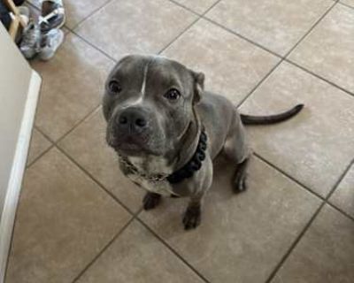 Crash - American Pit Bull Terrier Male Dog for Adoption