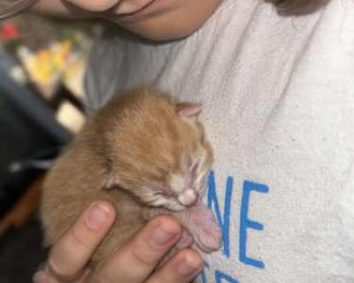 Kittens cannot be fixed until 5-6 months old! Vaccines start at 8 weeks as well as flea/tick. Cheese is a new kitten, born October 5th, to a community cat named Luna who is Calico. He is one of 6 kittens in this litter, which will be the second litter of hers that I have cared for. He has been socialized daily, is currently doing well at litter box training, and weaning onto soft foods. He is o...