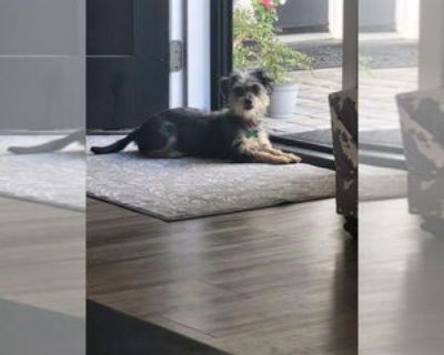 Young * Location Phoenix, AZ, 85032 USA USA *. Dog Breed: Terrier / Schnauzer / Mixed (short coat). Adoption Fee: 400.00. PWRESCUE.ORG Meet Tabitha 'Tabby' - Your Sweet & Spicy Sidekick! At just 1-1/2 years old, Tabby is a 10-pound terrier mix possibly with a hint of Schnauzer or Yorkie giving her that irresistible scruffy charm and bright, expressive face. Tabby is that perfect blend of playfu...