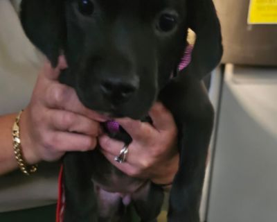 Tamara - Pit Bull Terrier & Black Labrador Retriever Mix Female Puppy for Adoption