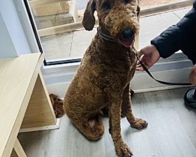 Rocky - Goldendoodle Male Dog for Adoption