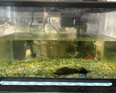 Fish tank 10 Gallon complete set