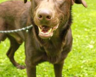 Cicada - Labrador Retriever/Great Pyrenees Mix Male Dog for Adoption