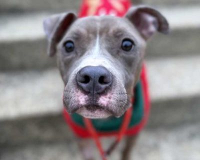 Adult. Tan/yellow/fawn - with white. Hair: short. Adoption process Our adoption center is located at 575 Woodland Avenue in Madison, New Jersey. We are open for adoption on a walk-in basis daily 1:30-6 pm (Thursdays 3-6 pm). If you arrive after 5:30, there is a possibility we may not be able to complete an adoption that day. Please note that we cannot put animals on hold. For more details on ou...