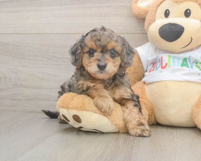 ARTEMIS - Mini Goldendoodle Female Puppy for Sale