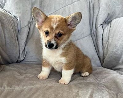 Peyton - Welsh Corgi Female Puppy for Adoption