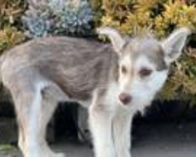 Adopt A5555631 a Siberian Husky, Mixed Breed