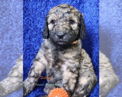 Zoltan - Poodle (Standard) Male Puppy for Sale