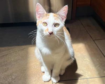 Willie Jack - Domestic Shorthair Female Cat for Adoption