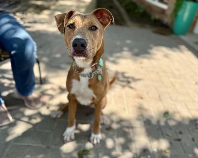 Nova Sparkles Sweet Friend to All - Pit Bull Terrier & Vizsla Mix Female Dog for Adoption