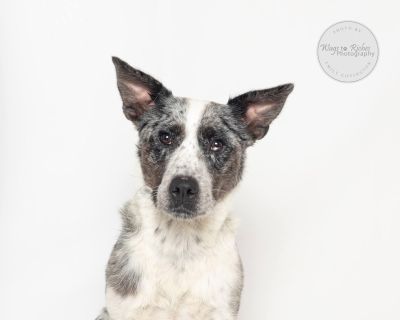 Georgia - Australian Cattle Dog / Blue Heeler & Smooth Collie Mix Female Dog for Adoption