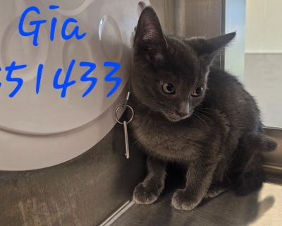 Gia (orange collar) - Domestic Short Hair Mix Female Cat for Adoption