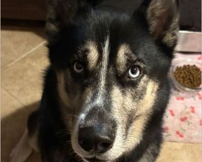 Niko - Male Puppy Siberian Husky for Adoption