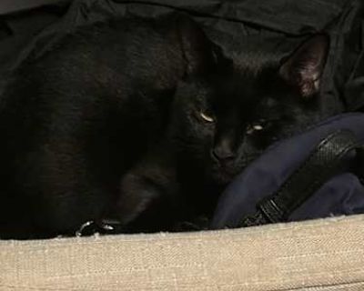 Luna - American Shorthair Female Cat for Adoption