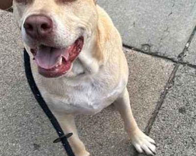 Gendry - Labrador Retriever Male Dog for Adoption