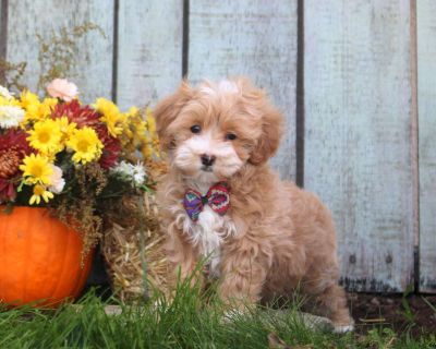 Hans - 8 Weeks Male Maltipoo Puppy for Sale