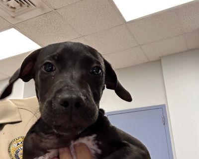 Daisy - Labrador Retriever Mix Female Puppy for Adoption