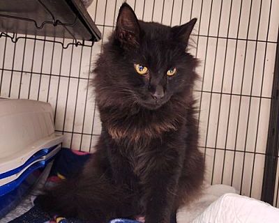 Blackie - Domestic Longhair Female Cat for Adoption