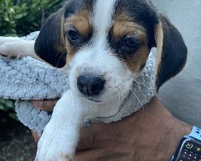 Leia (Star Wars) - Jack Russell Terrier/Beagle Mix Female Puppy for Adoption