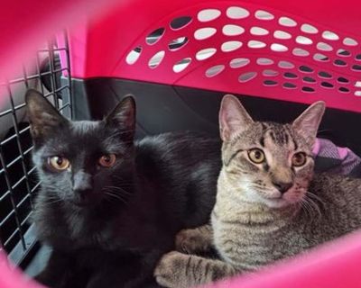 Stella - Bombay Female Kitten for Adoption