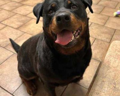 BELLA - Rottweiler Female Dog for Adoption