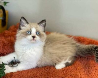 Name: Rocky DoB: 09/01/25 Adoption Fee: $200 Rocky oh boy he is something! He is loving, friendly, social, playful. He is just a big ole silly boy! He is the largest of the litter, we think he will be a BIG boy. He is the most vocal of the litter, He LOVES canned food, this entire litter does. He enjoys playing and wrestling with his sisters Shadow, Jinx and Raven. He enjoys both play time and ...