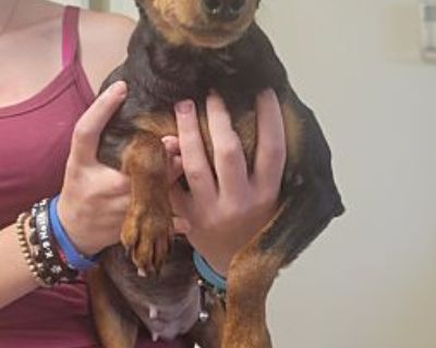 Jasmine - Miniature Pinscher Female Dog for Adoption