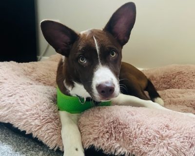 Cherry - Australian Cattle Dog / Blue Heeler & Shepherd Mix Female Puppy for Adoption