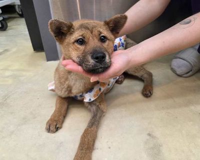 Spring - Shiba Inu/Jindo Mix Female Puppy for Adoption