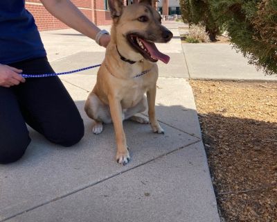 Leo - German Shepherd Dog & Black Mouth Cur Mix Male Dog for Adoption