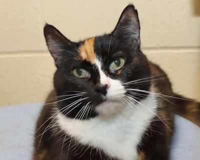 Meet Miranda Our Loving Senior Sweetheart! Even though she is approximately 10 years old, don t let her age fool you Miranda may be a senior, but she certainly doesn t act like one! This affectionate girl absolutely loves to be petted and will happily soak up all the love you have to give. She s gentle, warm, and has a heart full of affection just waiting to be shared. Miranda gets along beauti...