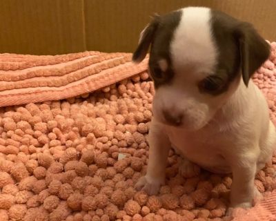Chihuahua female “Samantha”