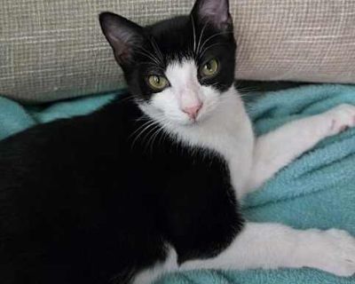 Sonata - Domestic Shorthair Female Cat for Adoption