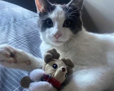 Edison - Domestic Shorthair Male Cat for Adoption