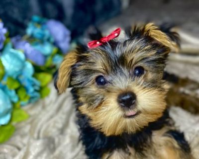 Yorkshire Terrier (Yorkie)