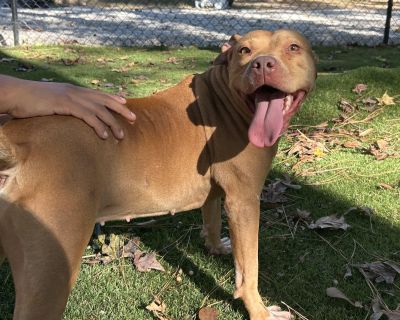 Honey - American Staffordshire Terrier & American Bulldog Mix Female Dog for Adoption