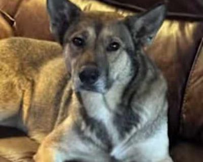 Princess - German Shepherd Dog Female Dog for Adoption