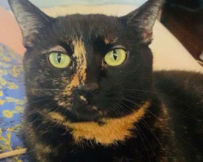 Adult. Tortoiseshell. Hair: short. Microchipped. ESTELLE IS IN HER FOSTER HOME IN MEMPHIS, TN AND WILL BE TRANSPORTED TO CT ONCE SHE IS ADOPTED! The last of the supporting Friends cast kitties is Estelle. She is a super sweet kitty who would be a perfect apartment kitty. She absolutely loves high cat trees and sitting in the windowsill. She would make a perfect work-from-home companion. She lik...