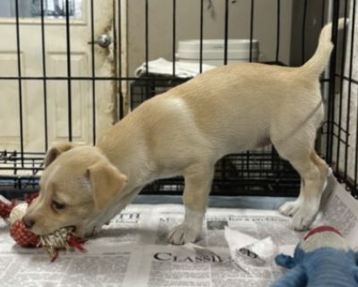 Harper - Terrier Mix Female Puppy for Adoption