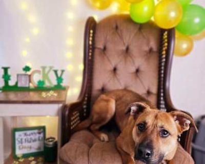 Dolly - American Pit Bull Terrier/German Shepherd Dog Mix Female Dog for Adoption