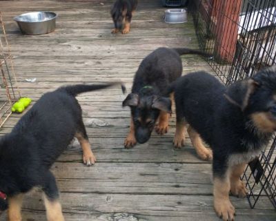 AKC / DNA Registered German Shepherd Pups