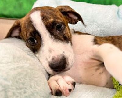 Marly Casas - American Pit Bull Terrier Female Puppy for Adoption